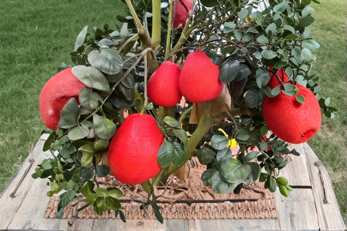 Red Pomelo Seeds 10 Pack | Citrus paradisi Grapefruit Tree Seeds | Evergreen Citrus with Glossy Foliage