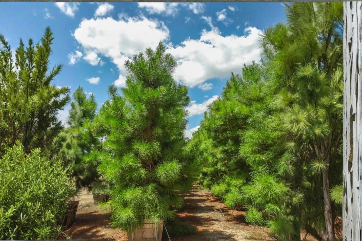 Loblolly Pine Live Plants 1-2 ft Tall Evergreen Tree Pinus taeda for Landscape Windbreaks Privacy Screening
