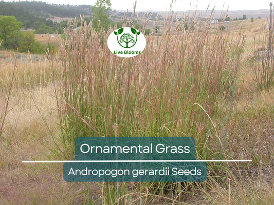 1,000 Ornamental Grass Seeds | Andropogon gerardii Big Blue | Hardy Landscaping Grass for Garden & Yard