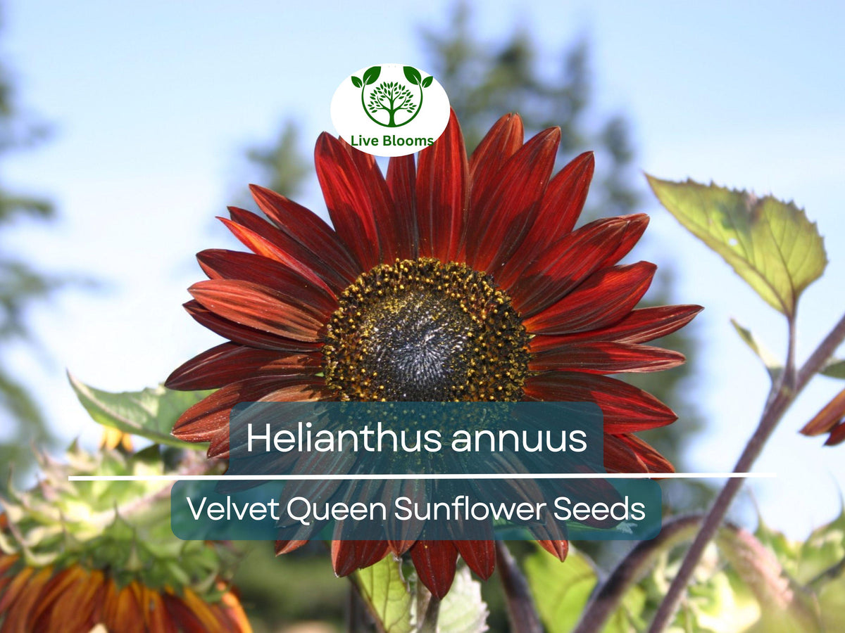 Velvet Queen Sunflower Seeds 1 Gram | Rusty-Red Blooms | Helianthus annuus | Ornamental & Pollinator Friendly