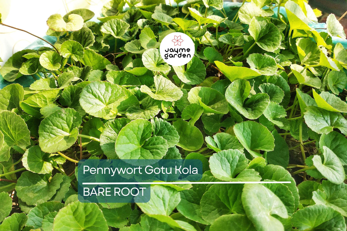 15pcs Bare Root Pennywort Plants - Gotu Kola (Centella asiatica) - Easy Ground Cover for Moist, Shaded Areas