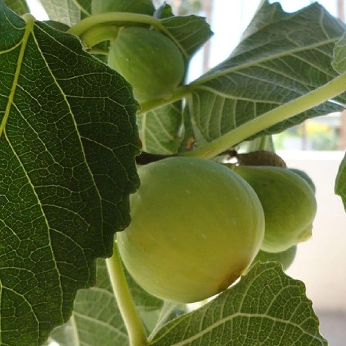 Kadota Fig Tree - Bare Root Starter Plant - Cold-Hardy Ficus carica - Self-Pollinating, Easy to Grow Fruit Tree for Garden