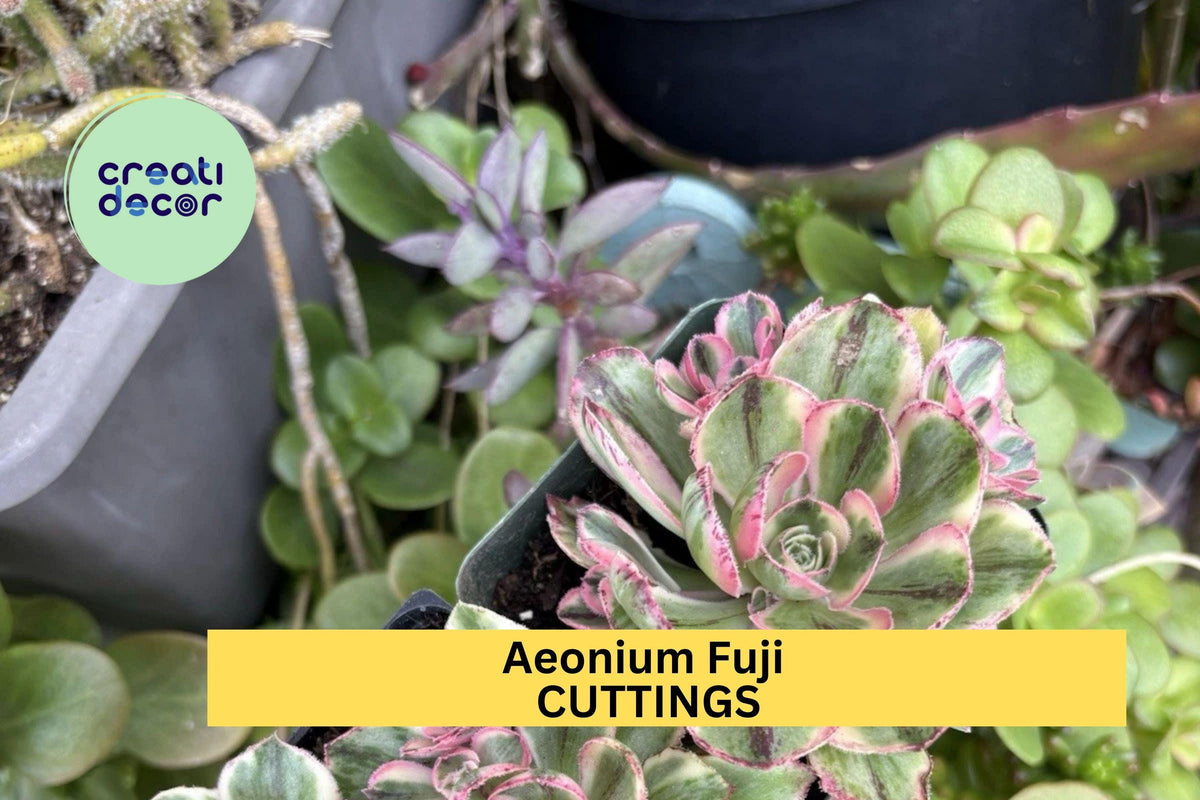 Aeonium 'Fuji' Succulent Cuttings | Unrooted Rosette Cuttings | Rare Green & Reddish Succulent | Aeonium hybrid