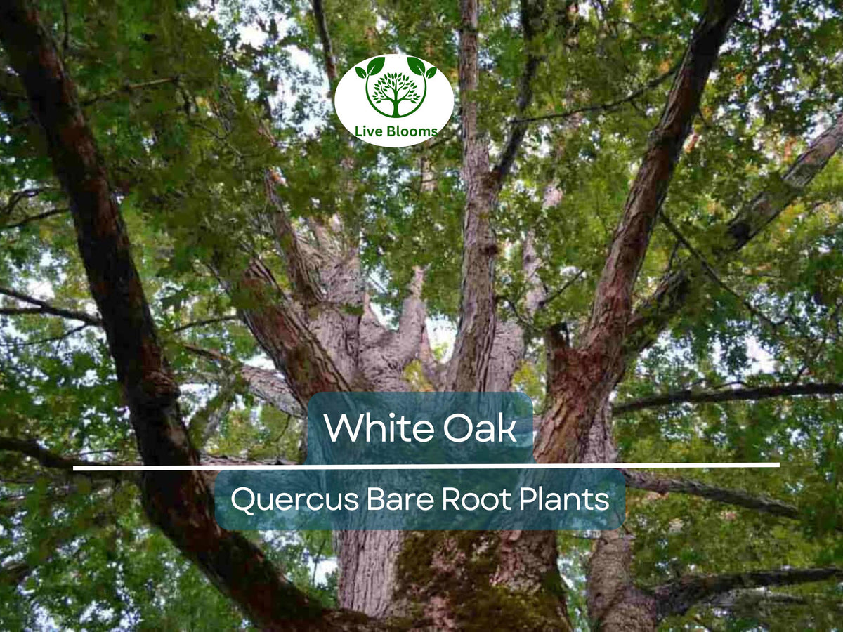 White Oak Tree Seedlings - 5 Bare Root Saplings (6-12") - Quercus alba - Native Shade Tree for Landscaping & Wildlife
