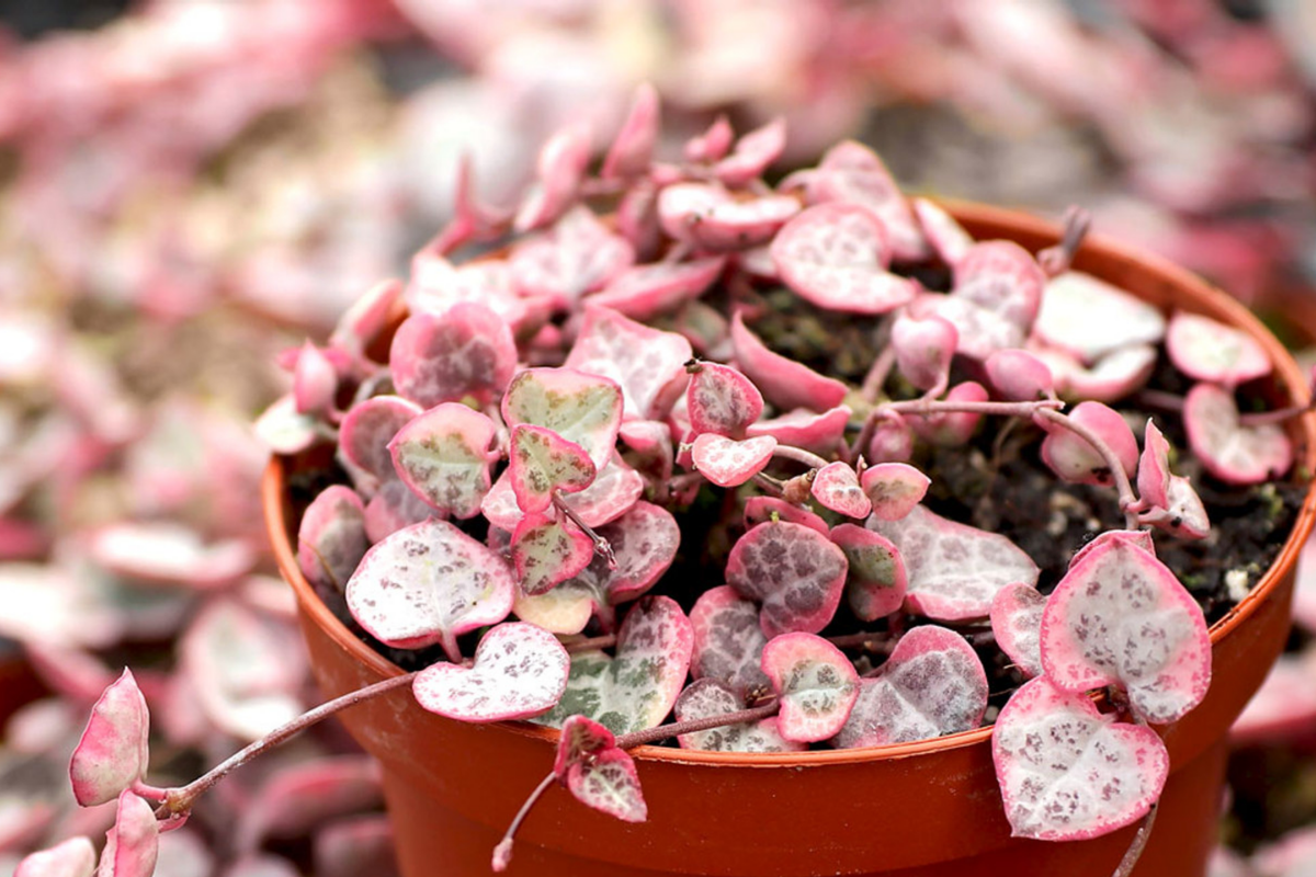 Variegated String of Hearts Cutting in Prop Cup - Ceropegia Woodii - Easy Care Indoor Plant for Hanging Baskets
