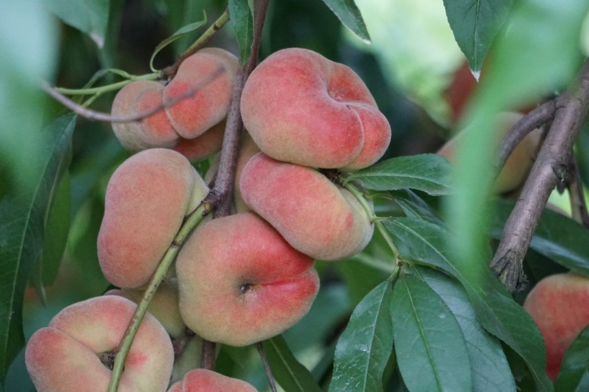 Donut Peach Tree Scion - 6 Premium Cuttings for Grafting, Sweet White Flesh (Prunus persica 'Saturn')