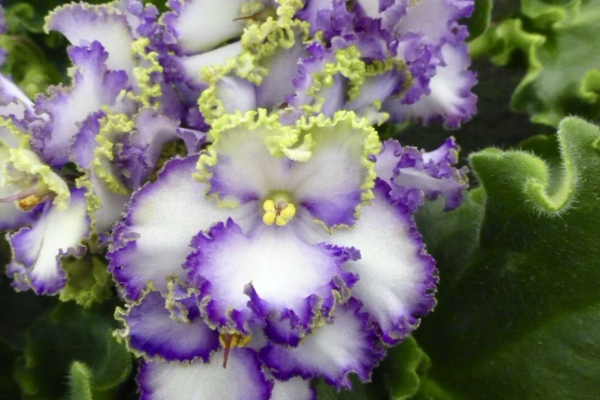 African Violet Cuttings Pair - Buckeye Seabreazes - Easy Care Indoor Plant - Vibrant Purple & Blue Blooms - Perfect for Propagation