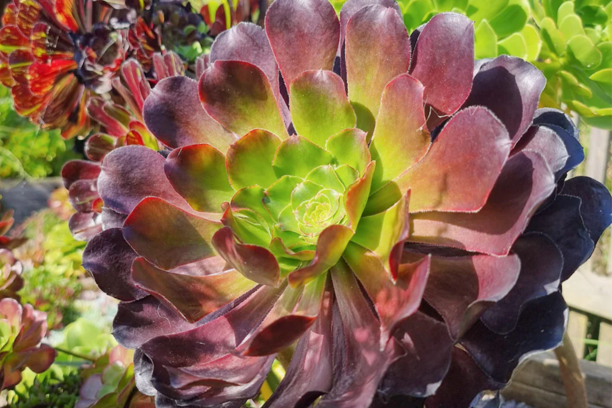 Aeonium Cutting | Rare Deep Purple Rosettes | Easy to Grow Succulent | Aeonium 'Voodoo'