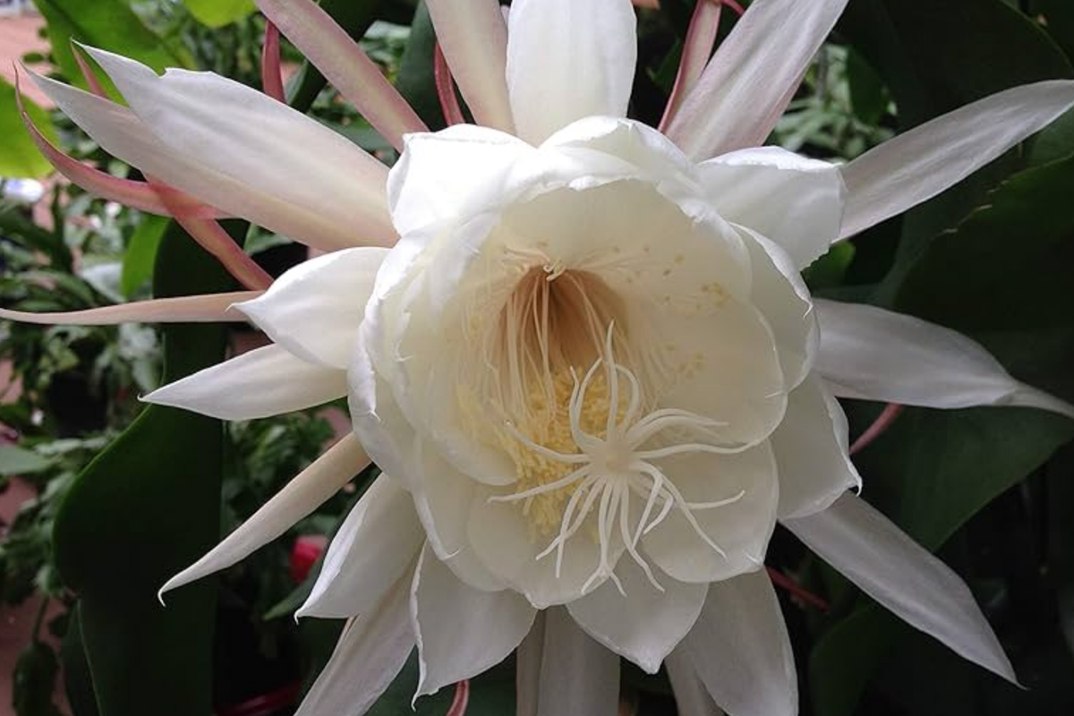 Epiphyllum 'Kazoo' Unrooted Cutting | 6-8" Rare Orchid Cactus | Exotic Hybrid with Chartreuse Flowers | Easy to Grow