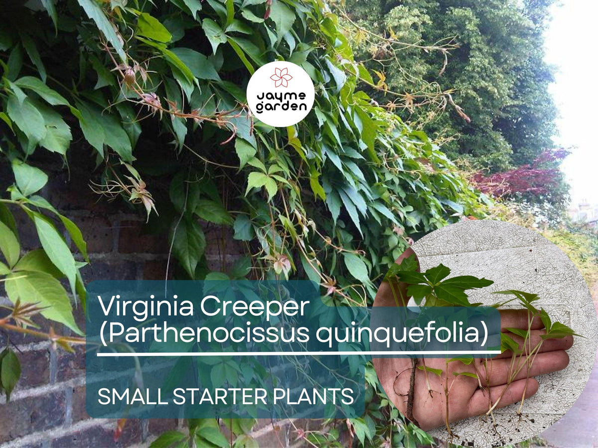 12 Small Virginia Creeper Starter Plants, Hardy Climbing Vine (Parthenocissus quinquefolia), Ideal for Walls & Ground Cover