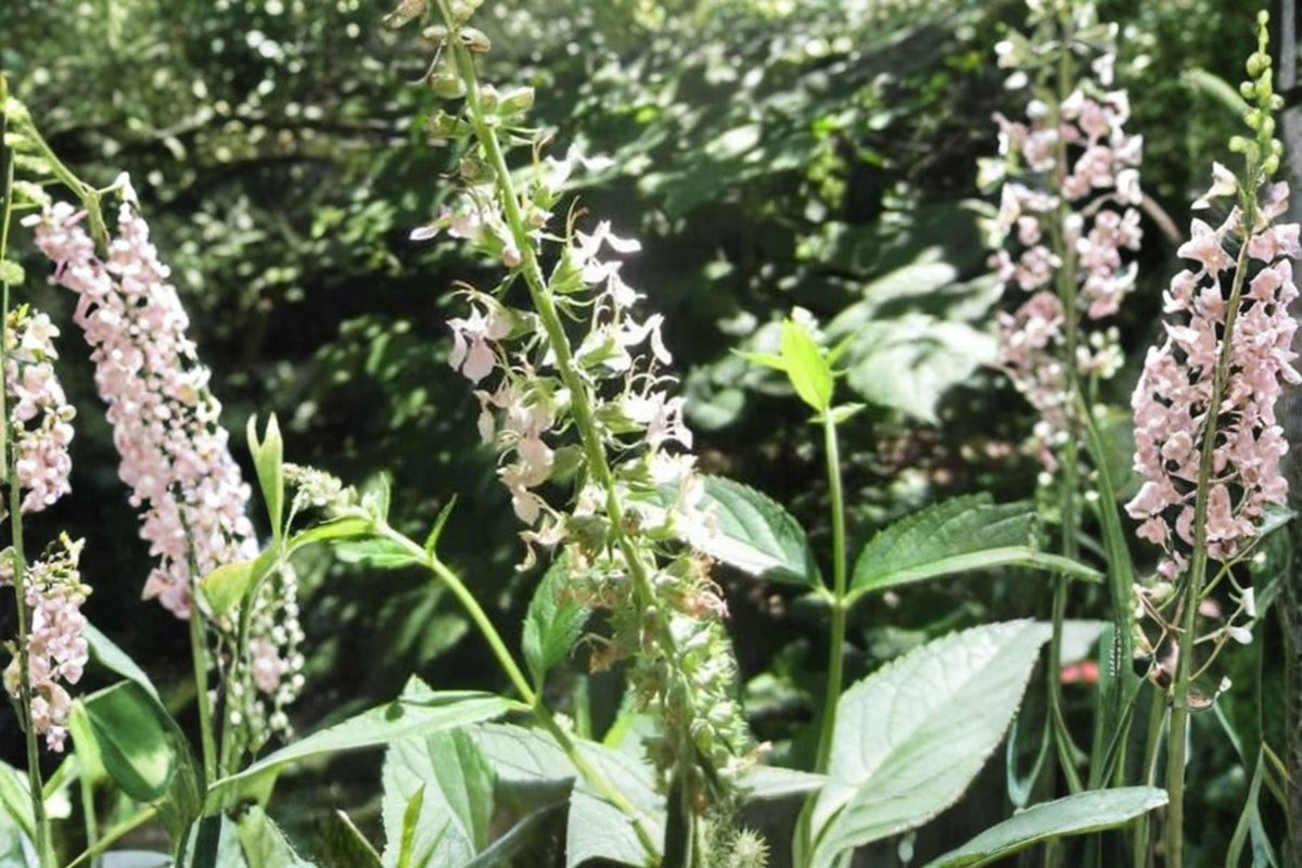 40 American Germander Seeds - Teucrium canadense - Native Wildflower - Pollinator Plant - Moist Soil Perennial
