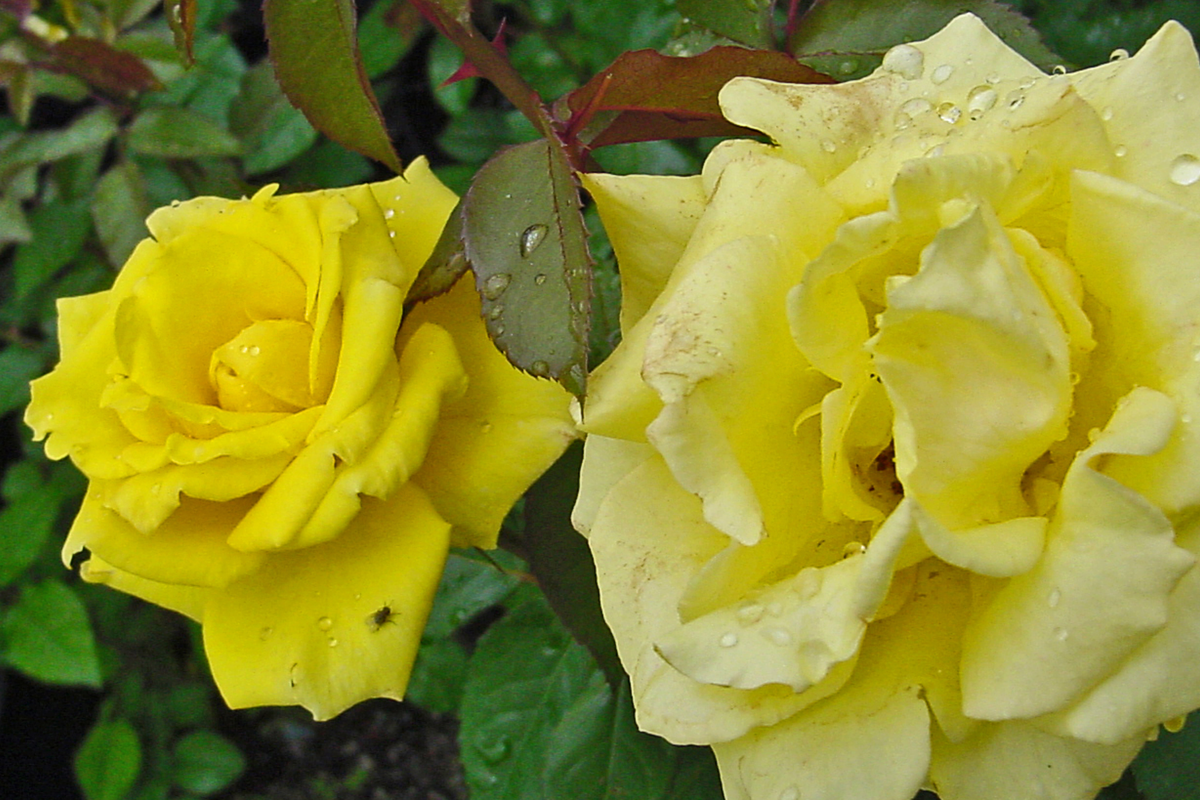 Texas Yellow Rose Cuttings - 5-6" Fresh Cuttings for Rooting, Disease Resistant, Rosa sp., Includes Rooting Powder & Guide