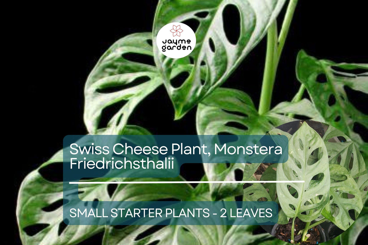 Monstera Starter Plant, 2-Leaf Friedrichsthalii Vine, Rare Swiss Cheese Plant, Monstera friedrichsthalii, Indoor Tropical Houseplant