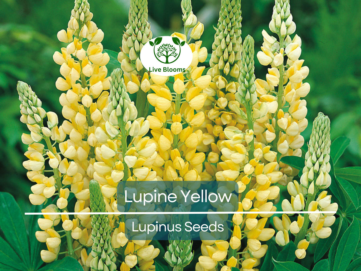 50 Seeds Yellow Lupine (Lupinus) Annual Flowers, Drought-Tolerant, Non-GMO, Attracts Hummingbirds & Bees, Vibrant Garden Blooms