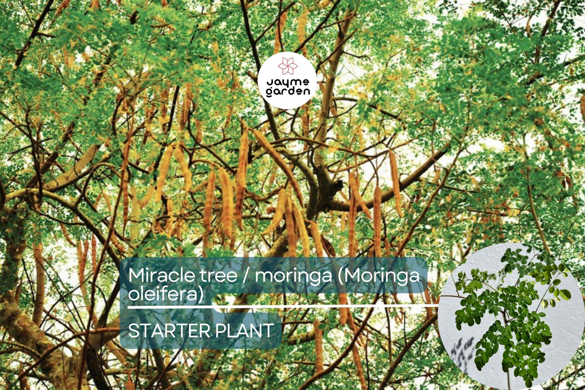 Moringa Tree Starter Plant - 3'-4' Miracle Tree (Moringa oleifera) - Fast Growing, Nutritious Superfood for Gardens