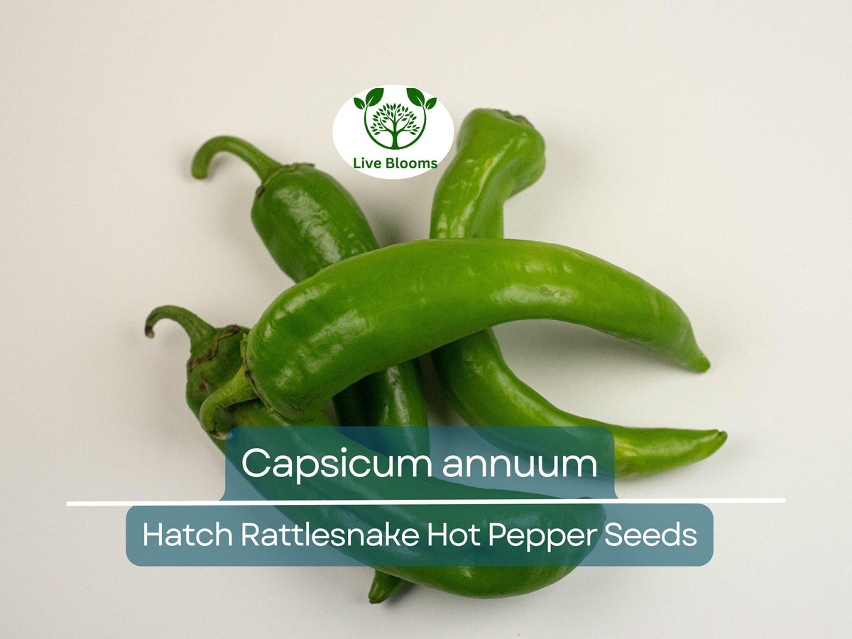 Hatch Rattlesnake Hot Pepper Seeds 250 mg – Capsicum annuum | Heirloom Chili for Spicy Salsas, Grilling & Roasting