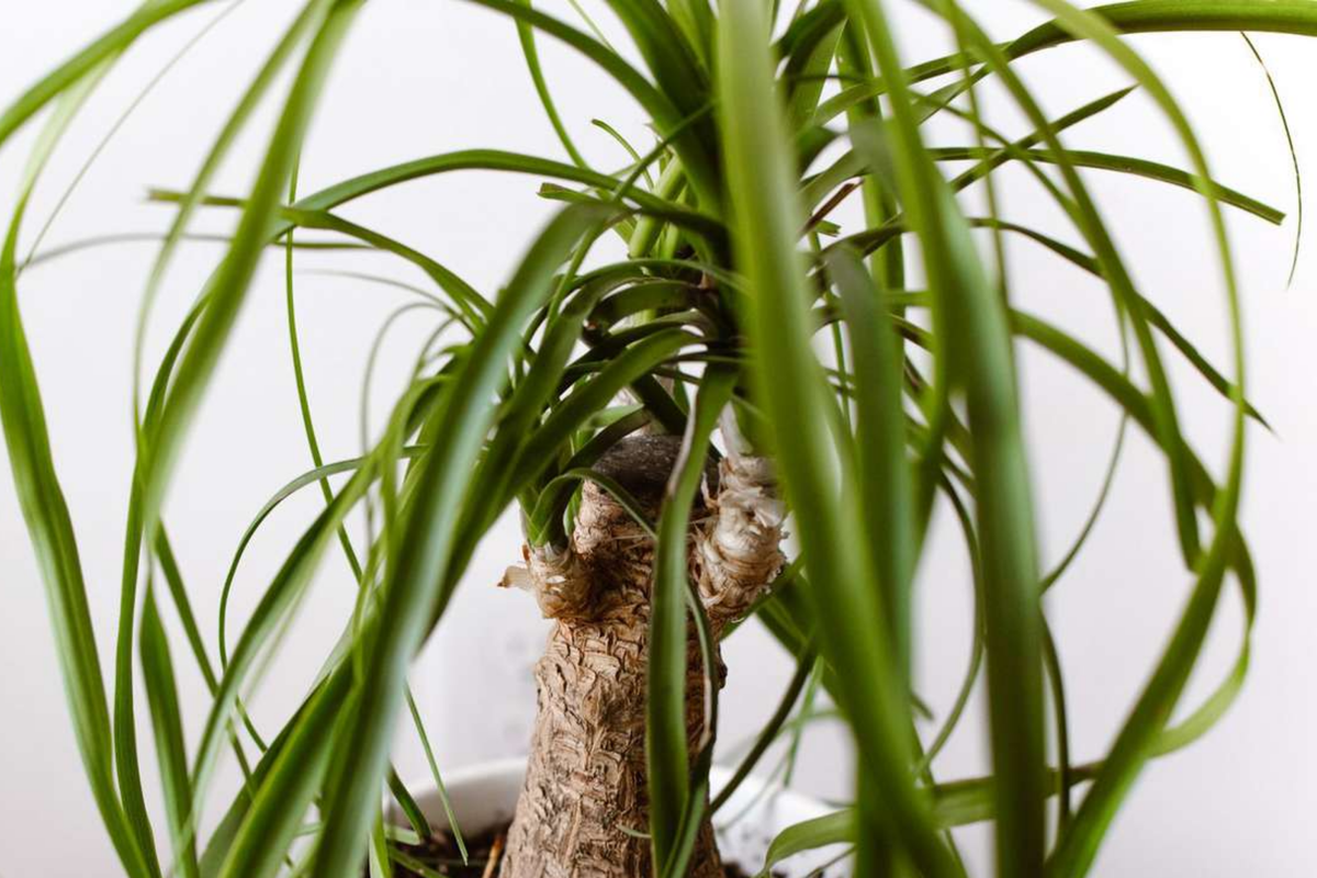 Ponytail Palm Cutting | 2" Pot | Beaucarnea multi | Air-Purifying, Pet-Safe, Low-Maintenance Houseplant