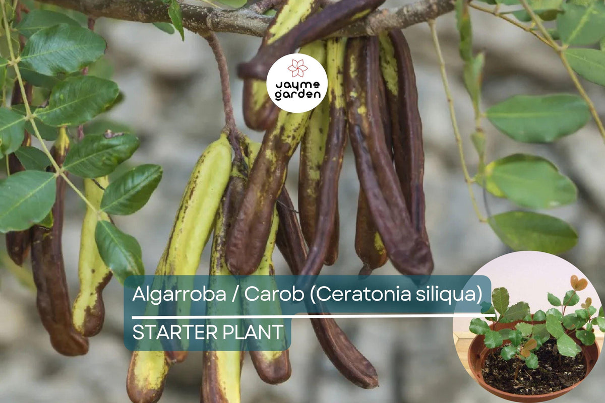 Carob Tree Starter Plant 12"-24" - Algarroba (Ceratonia siliqua) | Easy-Care, Nutrient-Rich Garden Tree for Edible Pods