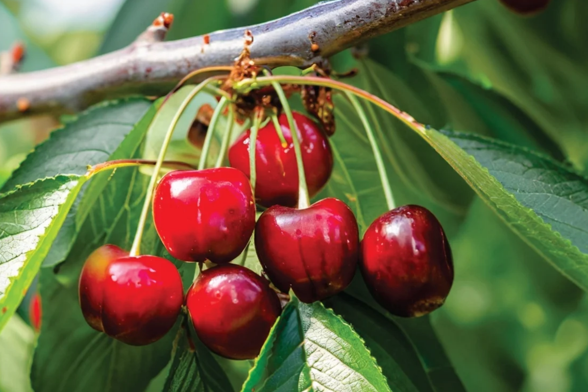 6 Organic Bing Sweet Cherry Cuttings - Prunus avium Hardwood Scion Wood for Grafting, Zones 5-8, Deep Red Cherries