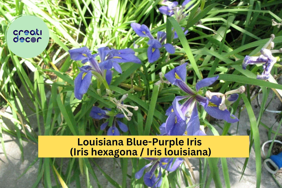Louisiana Blue-Purple Iris Plants - Set of 3 Medium Rooted Hardy Perennials, Iris louisiana for Ponds & Borders