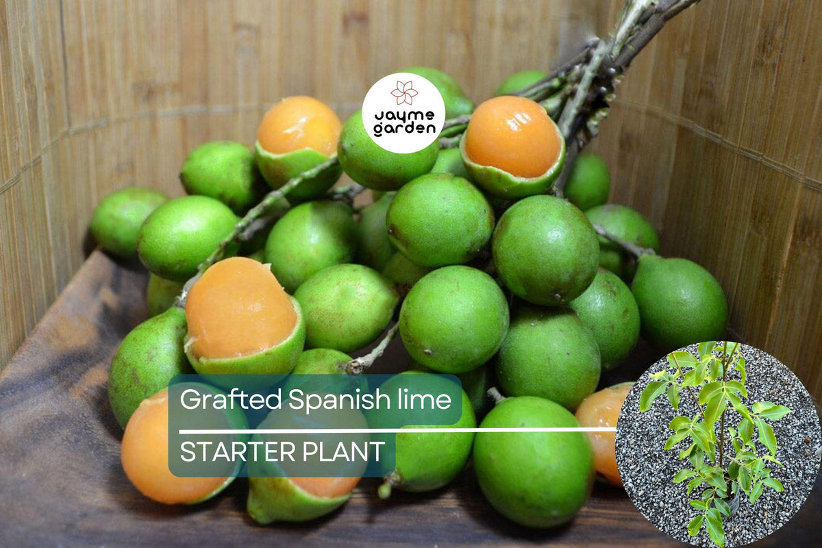 Grafted Spanish Lime Tree 12"-24" - Exotic Mamoncillo, Genip, Quenepa - Melicoccus bijugatus for Tropical Gardens