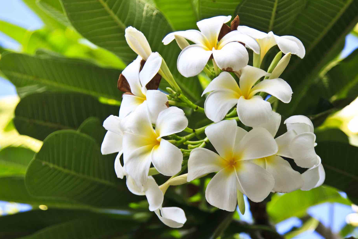 White Plumeria Tree Cutting 6-8" - Fresh Hawaiian Frangipani (Plumeria alba) for Indoor/Outdoor Garden