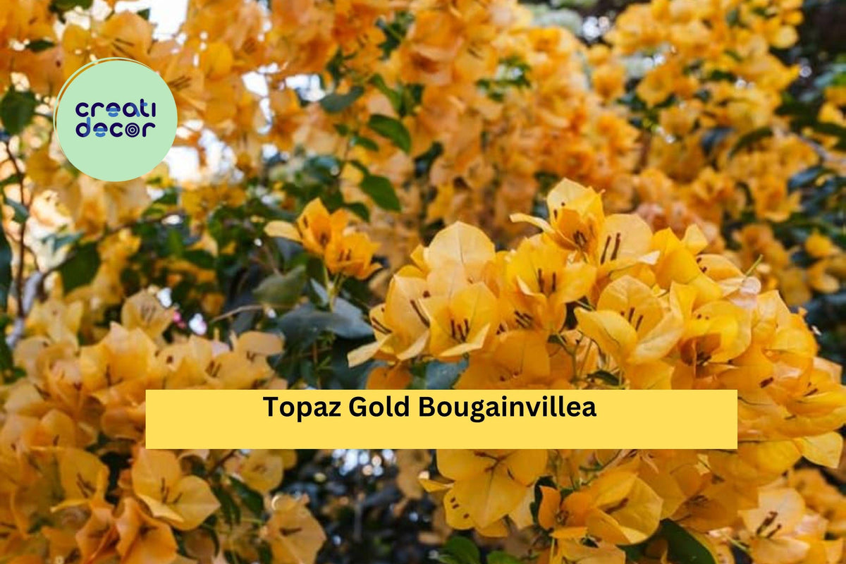Topaz Gold Bougainvillea | Live Starter Plant | Rare Golden Flowering Vine | Bougainvillea spp.
