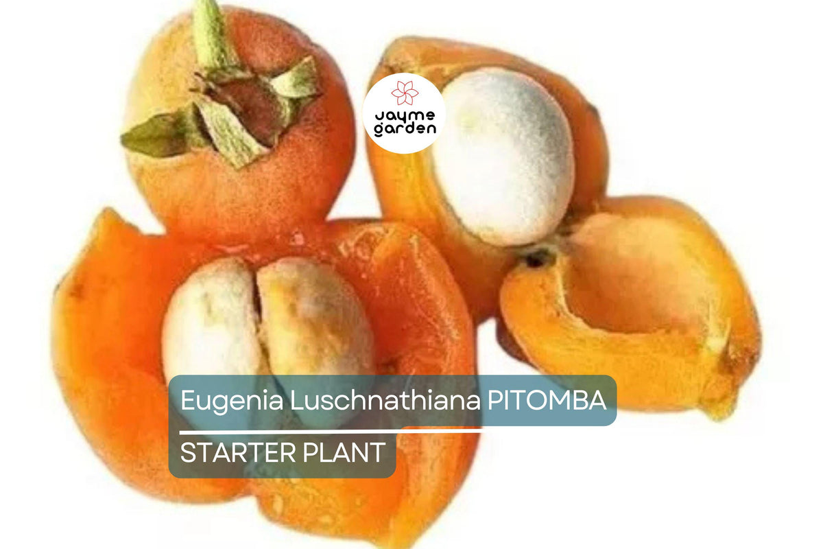 Eugenia Luschnathiana Pitomba Starter Plant - 4-6" Tropical Fruit Tree with Apricot-Like Fruit, Container-Friendly, Dwarf Variety