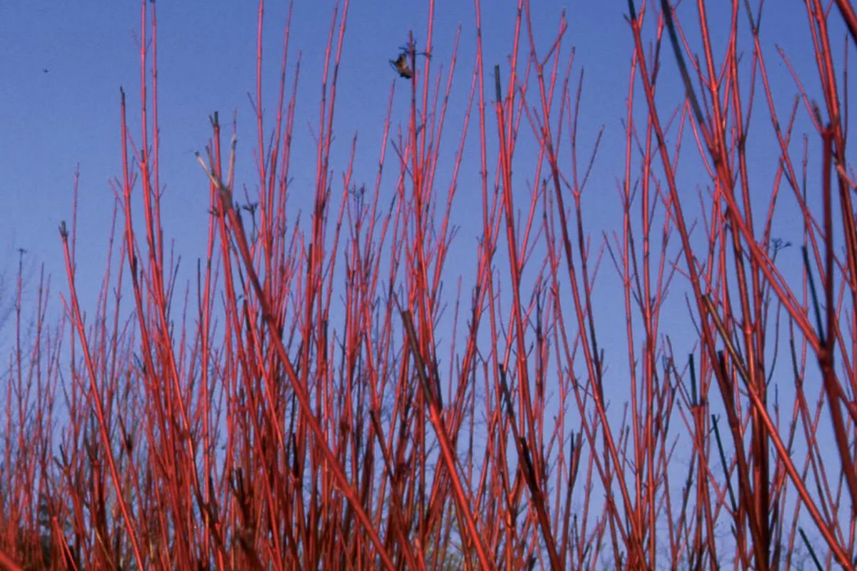 Red Osier Dogwood Cuttings | 12 Live Starter Plants | Native Shrub for Hedges & Wildlife | Cornus sericea | Zones 2-7
