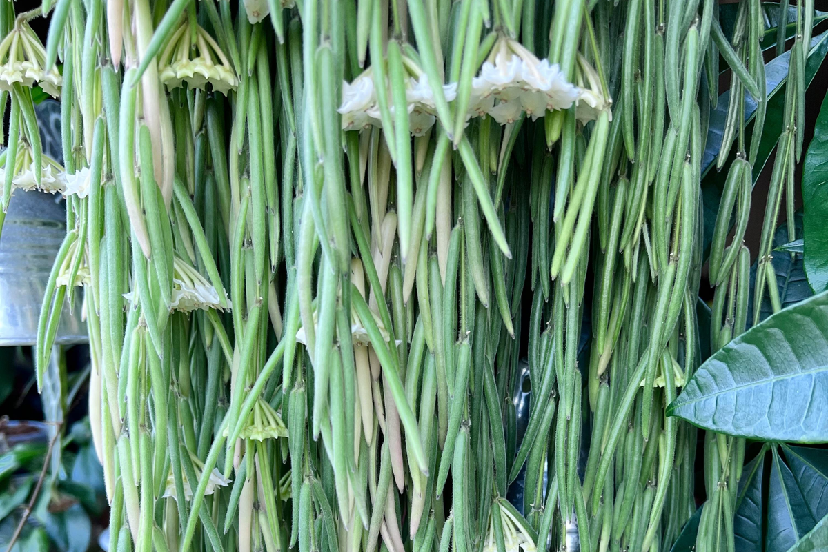Hoya Linearis Starter Plant in 2 Inch Pot | Wax Plant Vine | Indoor/Outdoor Easy-Care Houseplant | Low Light Thriving Plant