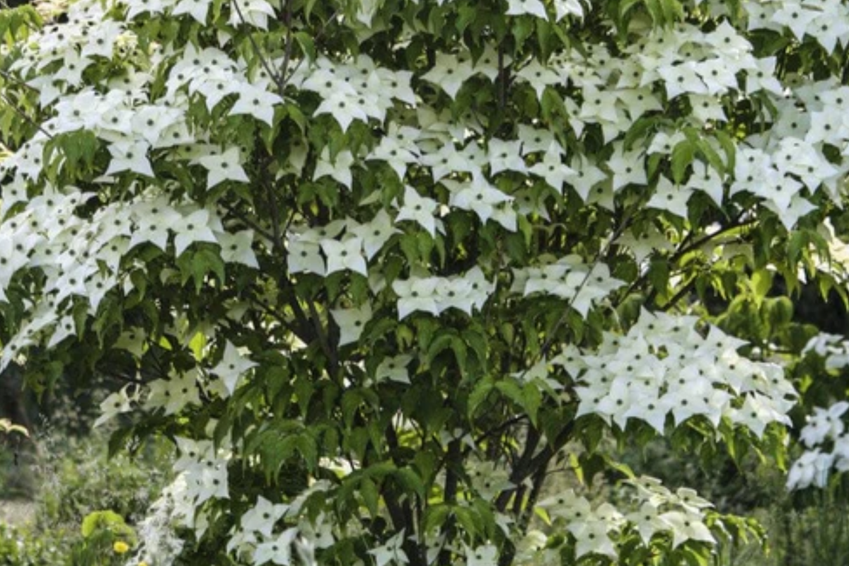Live Flowering Dogwood Tree - Bare Root 2-3 Ft - Cornus florida - White Spring Flowers - USDA Zones 4-9 - Drought Tolerant