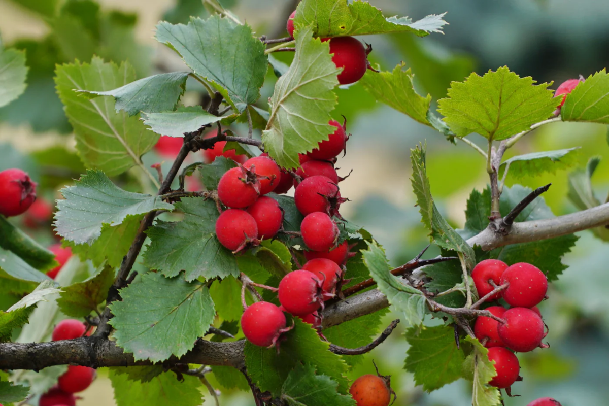Live Mayhaw Tree Seedlings 6" - Heirloom Apple Hawthorn - Crataegus aestivalis - Edible Red Fruit - USDA Zones 6-11