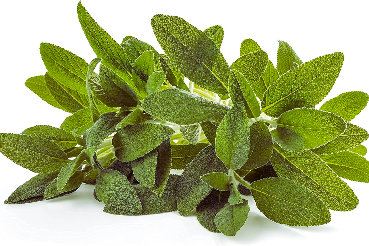 Sage Seeds for Planting | Non-GMO Heirloom | Culinary Herb | Salvia officinalis | Fresh Garden Seeds