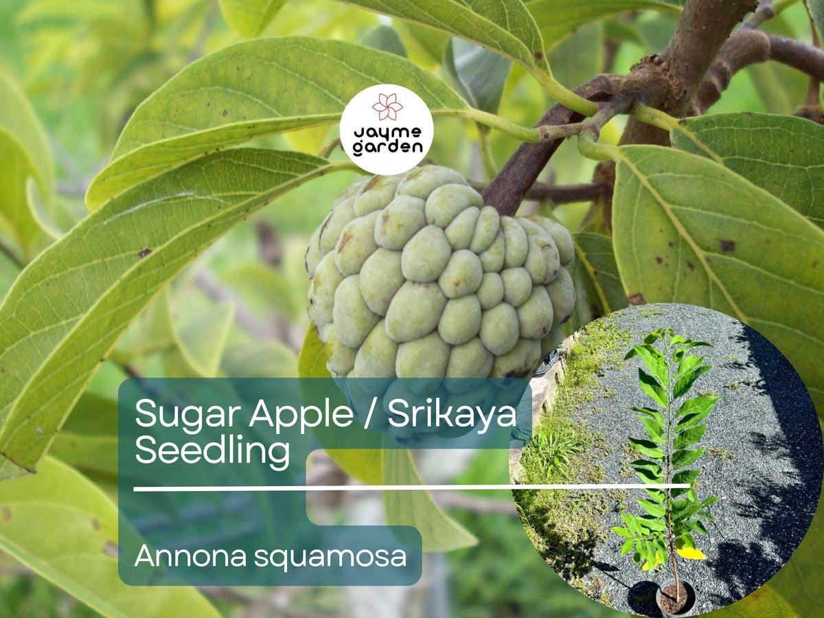 Sugar Apple Starter Plant Seedling - Srikaya Tropical Custard Apple (Annona squamosa) - 2-3’ Tall Live Fruit Tree for Garden