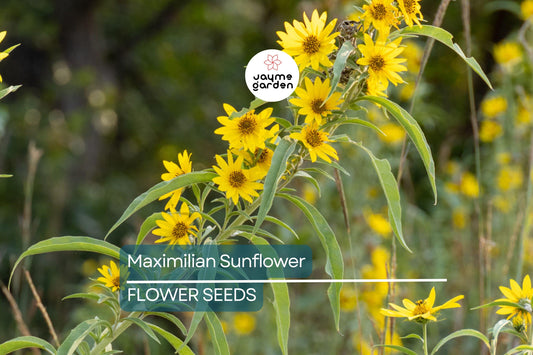 1,000 Maximilian Sunflower Seeds - Non-GMO Perennial Yellow Blooms - Helianthus maximiliani - Attracts Monarchs & Birds