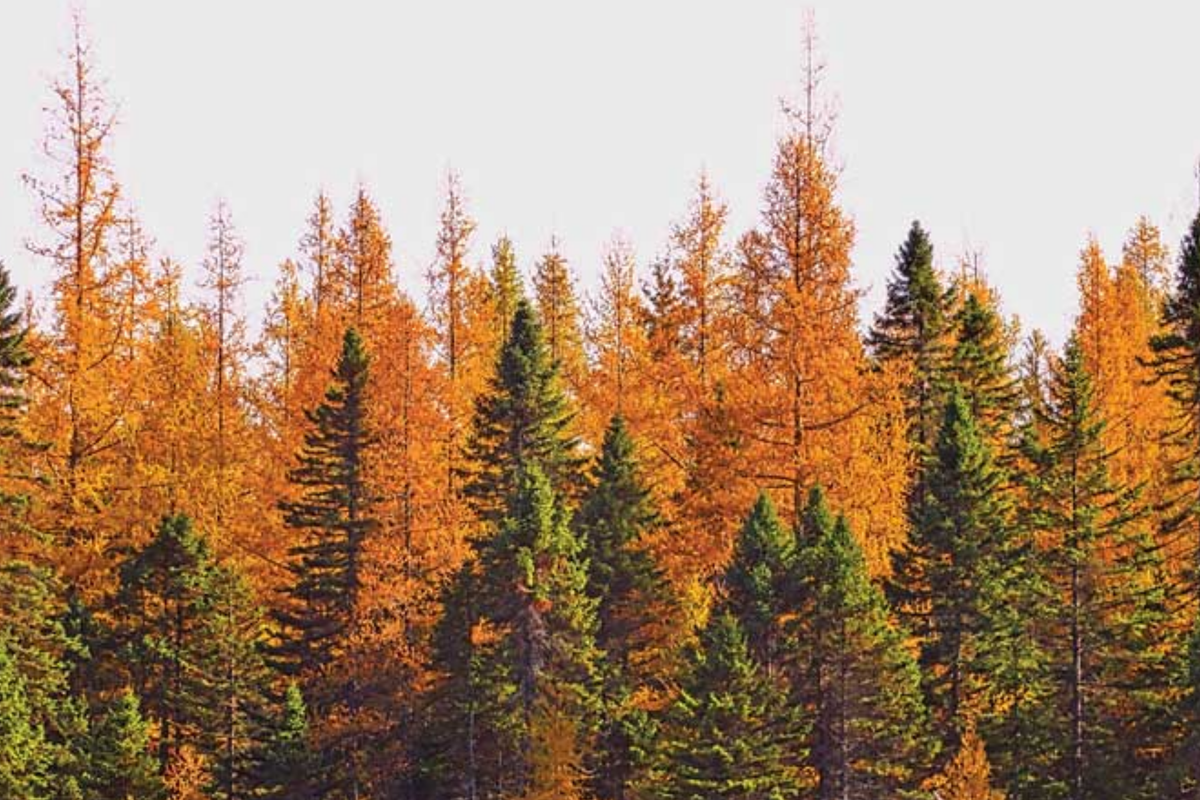 American Larch Tree Live Bare Root, 10-12" Tamarack, Fast Growing Deciduous Evergreen, Larix laricina, Zone 3-9