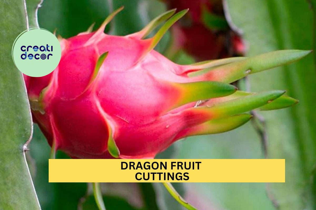 10 Dragon Fruit Cuttings 10–14” Long | Hylocereus Climbing Cactus for Planting | Fast-Growing Tropical Plant for Pots