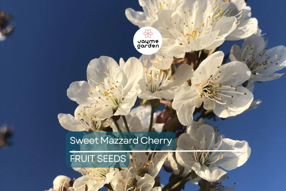 Sweet Mazzard Cherry Tree Seeds - 5 Pack, Edible Fruit, Fast-Growing, Prunus avium, Hardy for Zones 4-8, Ideal for Orchards