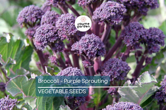 1,500 Purple Sprouting Broccoli Seeds - Non-GMO Heirloom, Cold Hardy, Brassica oleracea var. italica, Easy to Grow, USA Seller