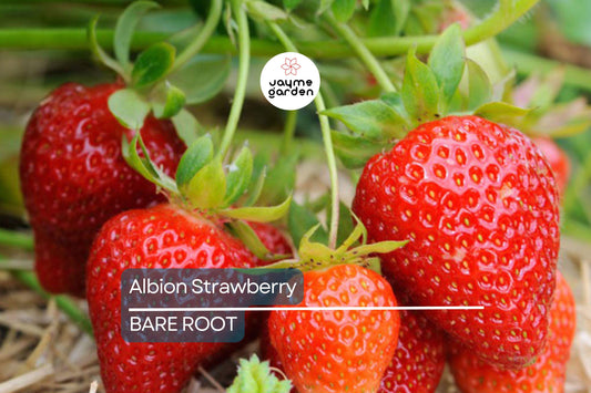 10 Bare-Root Albion Strawberry Plants - Day-Neutral, Large Sweet Berries, Fragaria × ananassa 'Albion' - Ideal for Home Gardens