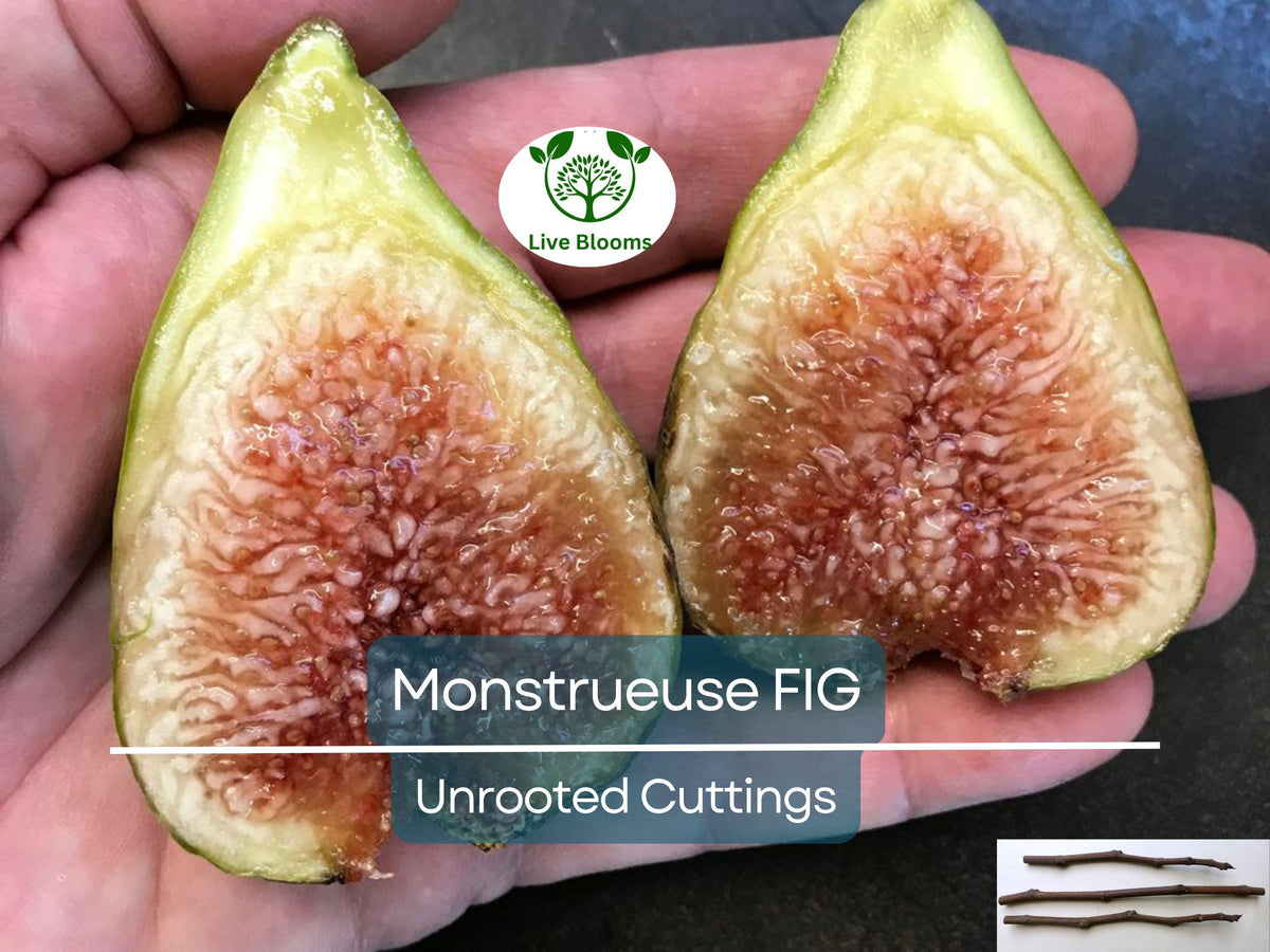 Unrooted Fig Cuttings 5-6" 'Monstrueuse' Ficus carica | Large Sweet Fruit Variety for Easy DIY Propagation
