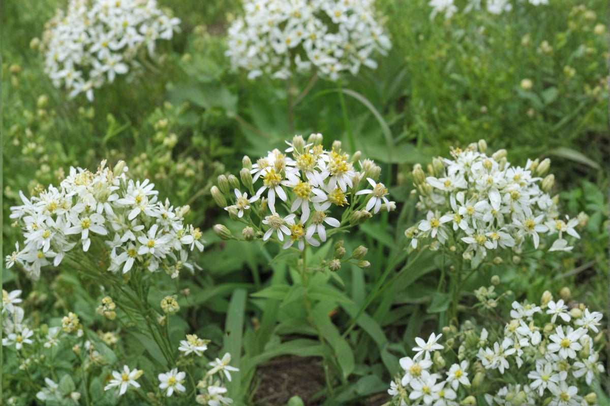 100 Flat Topped Aster Seeds - Doellingeria umbellata - Native Pollinator Flower, Perennial Garden Plant, Wildflower Seeds
