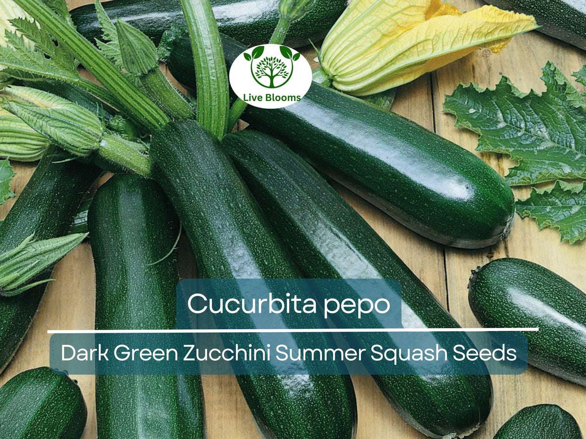 Dark Green Zucchini Seeds 1 Gram - Cucurbita pepo, High-Yield Summer Squash for Gardening & Planting