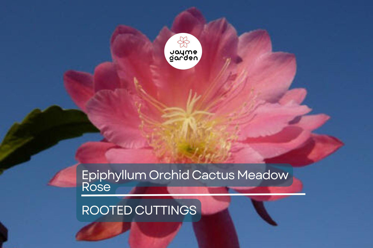 Epiphyllum Orchid Cactus Cuttings | 2 Rooted 'Meadow Rose' | Easy-Care Succulent | Stunning Blooms | Epiphyllum Hybrid
