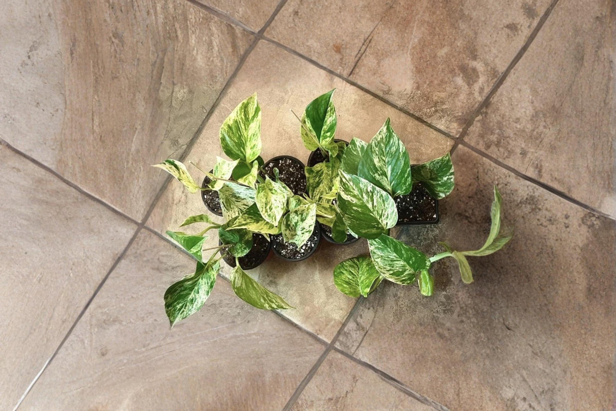 Marble Queen Pothos Cuttings 5 Rooted Variegated Epipremnum aureum - Tropical Indoor Vine with Cream Green Leaves