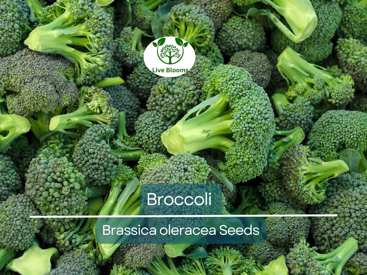 2000 Bulk Broccoli Seeds - Microgreens & Planting - Brassica oleracea - Non-GMO, Fresh & Nutritious Vegetable Seeds