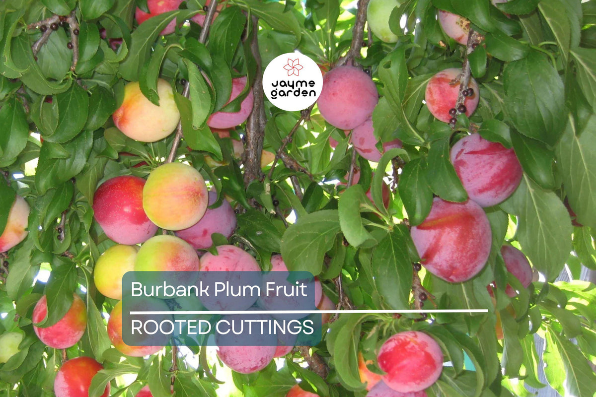 Burbank Plum Scion Cuttings 6-10 Inches | Prunus domestica | High-Quality Grafting & Rooting Wood for Plum Trees