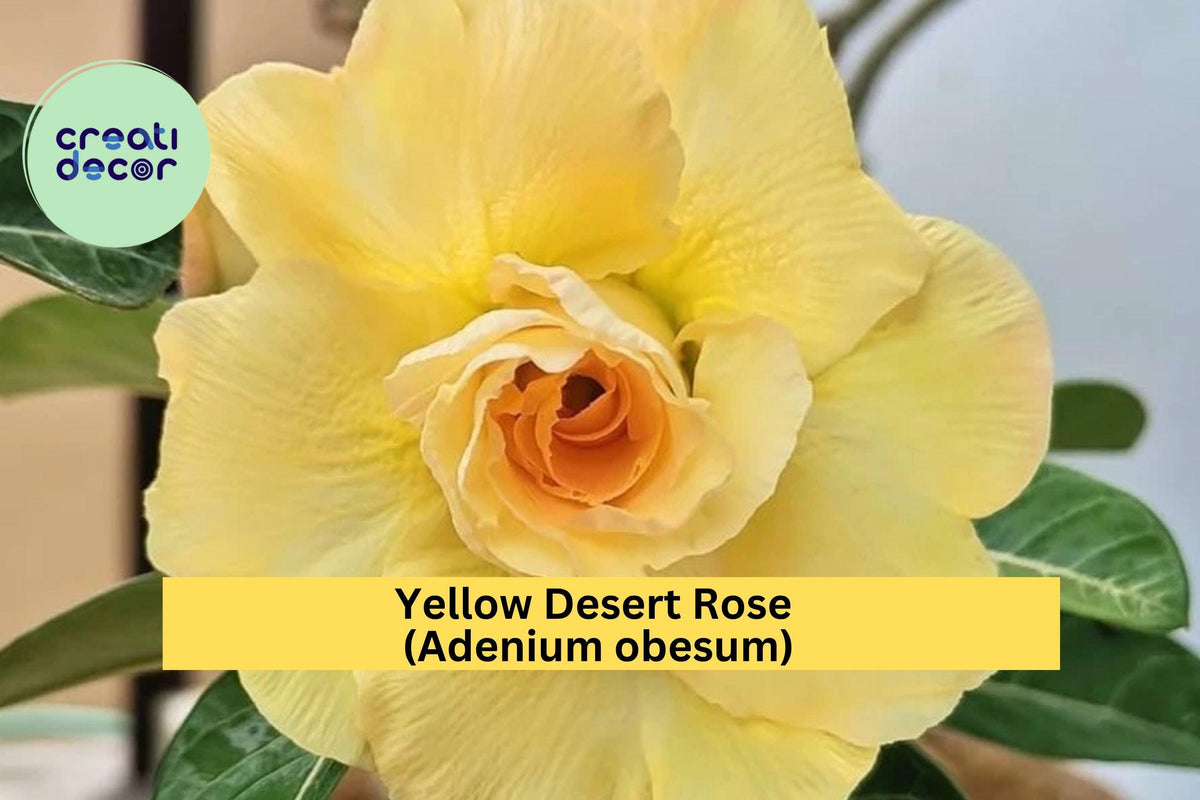 Double Yellow Desert Rose Live Starter Plant - Adenium obesum - Bright Flowering Succulent for Indoor or Garden Display