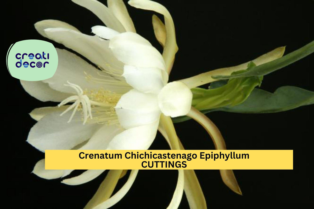 Epiphyllum Cuttings 3 Pack - Chichicastenango Orchid Cactus Stems | Rare Night-Blooming Plant | Epiphyllum crenatum