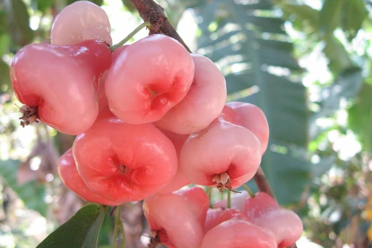 Live Rose Apple Tree 12"-24" Tropical Fruit Plant Syzygium jambos | Sweet Floral-Flavored Edible Fruit for Gardens or Containers